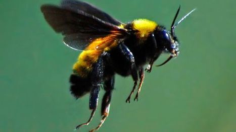 Quand les néonicotinoïdes abrutissent les bourdons et les abeilles | EntomoNews | Scoop.it