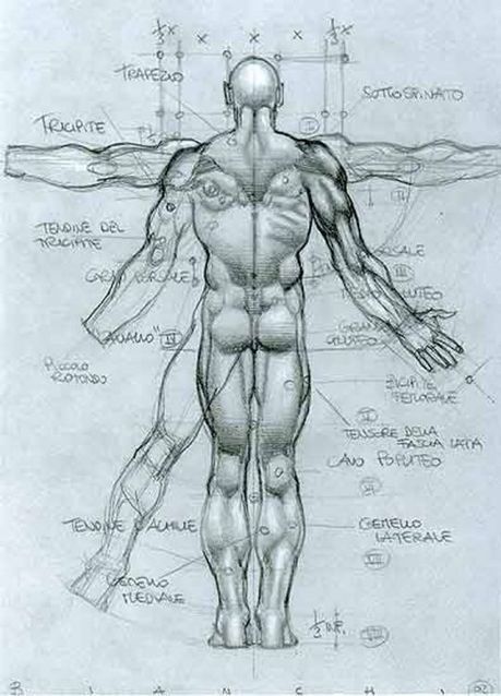 anatomy reference' in Drawing References and Resources