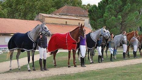 Les cheikhs arabes s'arrachent les chevaux d'endurance français | Rêves orientaux | Scoop.it