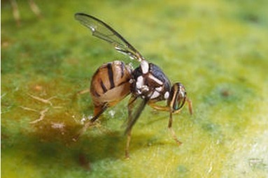 Nouvelle découverte sur les mouches des fruits | EntomoNews | Scoop.it