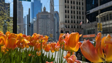 Chicago climate report: Lack of rain puts Chicagoland in drought territory - WGNTV | Operation Deimos | Scoop.it