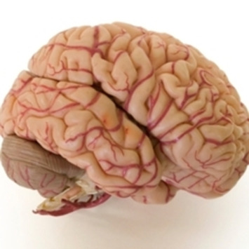 Fact or Fiction: When It Comes to Intelligence, Does Brain Size Matter? | Family Office & Billionaire Report - Empowering Family Dynasties | Scoop.it