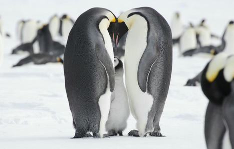 Antarctique : La fonte de la banquise tue les bébés des manchots empereurs, selon cette étude | Biodiversité - @ZEHUB on Twitter | Scoop.it