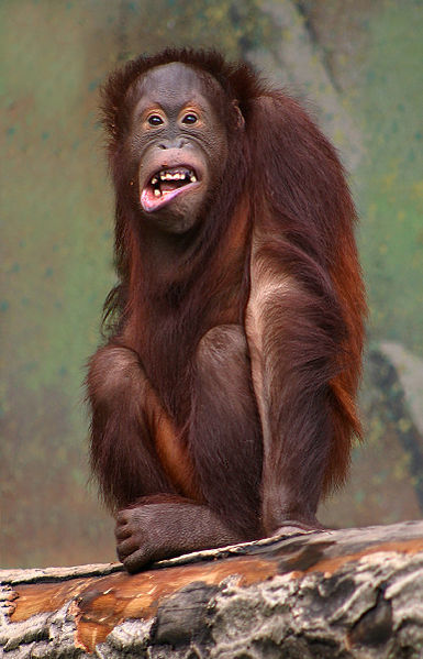 For Orangutans, Laughter is Contagious (and empathic) | Empathy and Animals | Scoop.it
