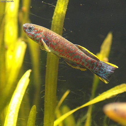 Warmer seas may raise mercury in fish | Climate News Network | @The Convergence of ICT, the Environment, Climate Change, EV and HEV Transportation & Distributed Renewable Energy | Scoop.it