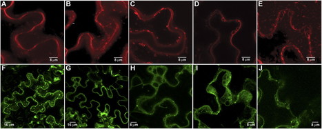 PNAS: Arabidopsis synaptotagmin SYTA regulates endocytosis and virus movement protein cell-to-cell transport (2010) | Plants and Microbes | Scoop.it