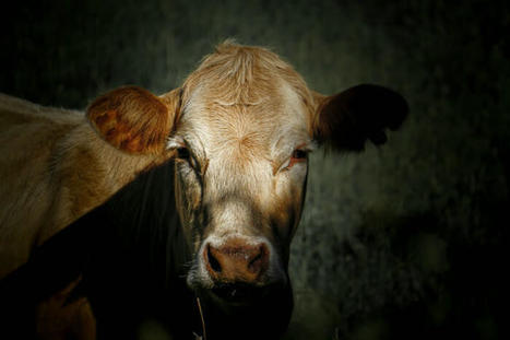Comment les industriels de l'élevage tentent de minimiser leur impact climatique | Questions de développement ... | Scoop.it