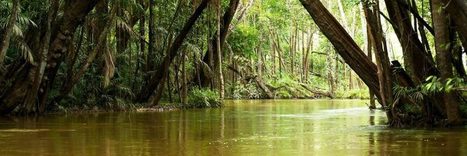 What Indigenous Wisdom Can Teach Us About Economics – Kosmos Journal | Ayahuasca News | Scoop.it