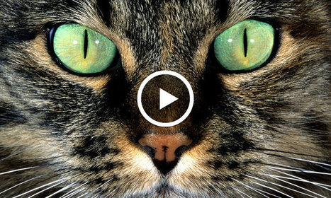 12 façons de voir le monde à travers les yeux des animaux | @ZeHub | Scoop.it