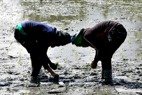 A rice revolution? | --- SRI Global News: March - May 2025 --- *SRI-Rice -- System of Rice Intensification | Scoop.it
