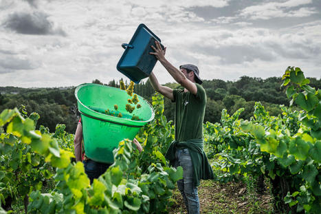 Revue de presse : "Les vignerons du muscadet prennent leur revanche" - Le Monde de vins | Les clefs du Van | Scoop.it