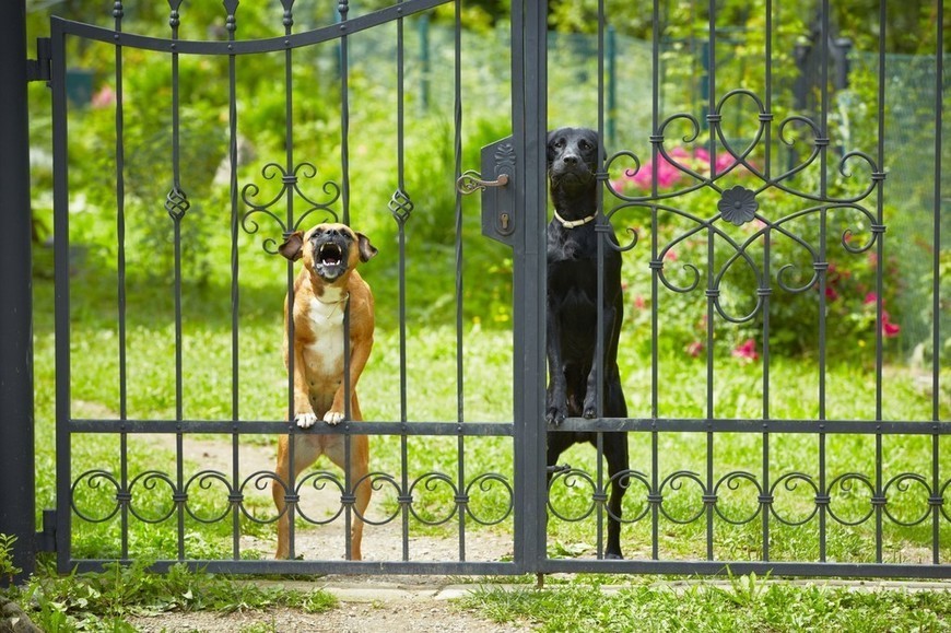 ANIMAUX. Votre chien aboie, mais pourquoi ?