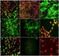 PLoS ONE: Establishing Human Lacrimal Gland Cultures with Secretory Function | Mucosal Immunity | Scoop.it