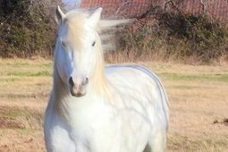 Un salon pour sortir le cheval Camargue de la carte postale | Camargue Nature | Scoop.it