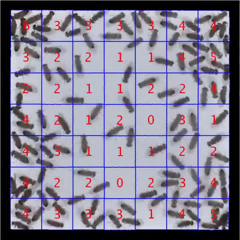 Un modèle mathématique prédit chez la mouche le comportement des rassemblements d'individus en fonction de la densité | EntomoNews | Scoop.it