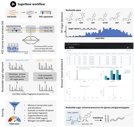 SugarBase: mapping glycomolecule precursors in microbes | brvm | RMH | Scoop.it