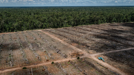 50 millions d'hectares de forêts arrachés pour l'agribusiness | Questions de développement ... | Scoop.it