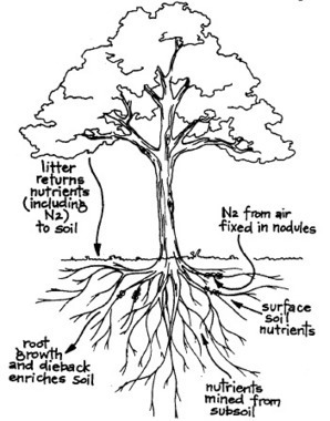 Nitrogen Fixing Trees - Multipurpose Pioneers | Plant-Microbe Symbiosis | Scoop.it
