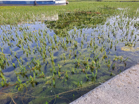 &laquo;&nbsp;On ne sait pas l&rsquo;arr&ecirc;ter&nbsp;&raquo;&nbsp;: une plante exotique envahit les canaux fran&ccedil;ais | Toxique, soyons vigilant ! | Scoop.it