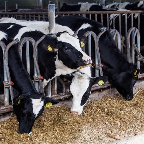Cow Dairy Farm Income Per Month: Breaking Down for Different Herd Sizes | Industry 411 - Waste Management | Scoop.it