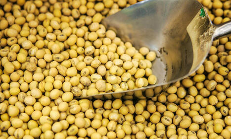 CHINA: It accelerates shift to Brazilian soybeans, as US agricultural exports plunge amid tariffs  | ASIES | Scoop.it