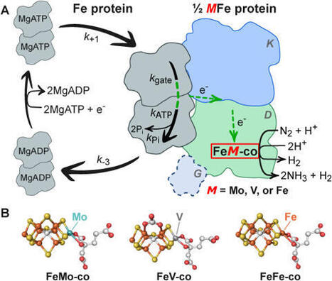 Temperature-Dependent N2 Reduction and Energy Demands of Mo- and V-Nitrogenases | Plant-Microbe Symbiosis | Scoop.it