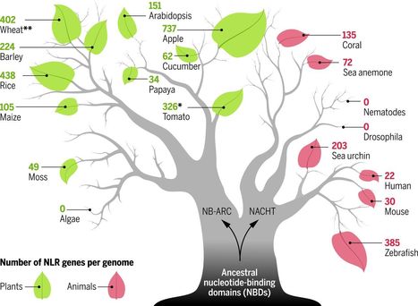 Intracellular innate immune surveillance devices in plants and animals | Plant Biology Teaching Resources (Higher Education) | Scoop.it