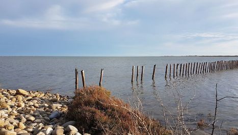 On prend un bol d'air salé en Camargue ! | Biodiversité | Scoop.it