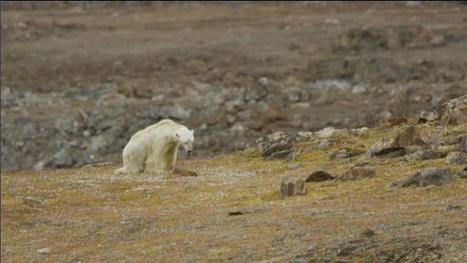 L'agonie d'un ours polaire devient le symbole du réchauffement climatique | Risques, Santé, Environnement | Scoop.it