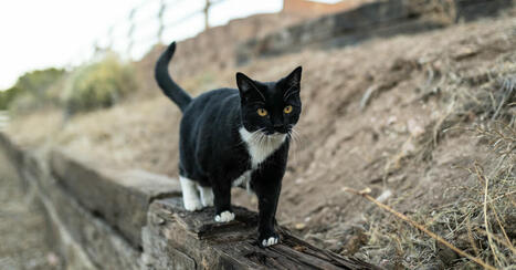 CDC Posts, Then Deletes, Data on Bird Flu Transmission Between Cats and People - The New York Times | Virus World | Scoop.it