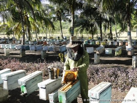 Cuba, l'un des seuls endroits au monde où les abeilles sont en bonne santé | EntomoNews | Scoop.it