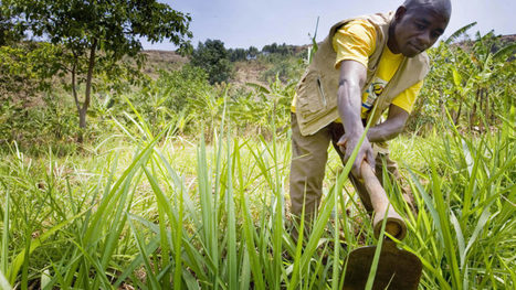 The EU must take the lead in linking agricultural trade to the SDGs | EUROPES | Scoop.it