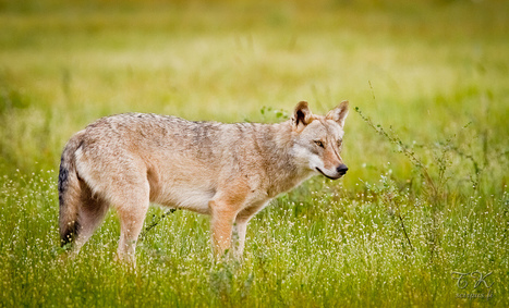 Susi Canis lupus | 1Uutiset - Lukemisen tähden | Scoop.it
