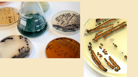 How color-making microbes could cut chemical use in textiles | The EcoPlum Daily | Scoop.it