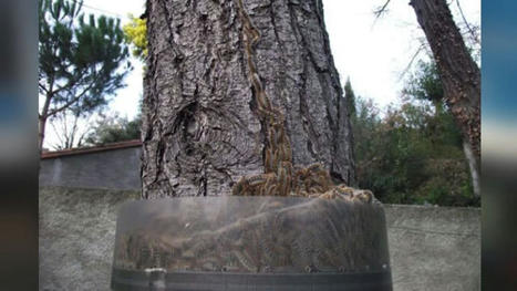 Elle voulait prot&eacute;ger son chien des chenilles processionnaires, elle devient cheffe d'entreprise ! | Vari&eacute;t&eacute;s entomologiques | Scoop.it