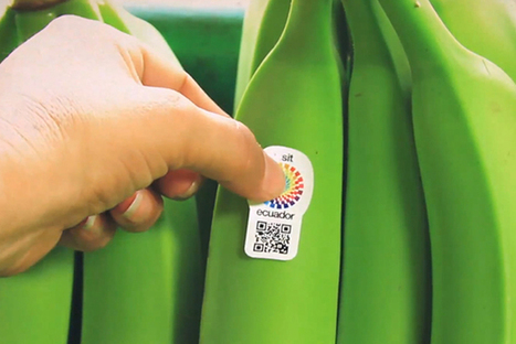 L’Équateur utilise des bananes QR Code pour doper son tourisme ! | GREENEYES | Scoop.it