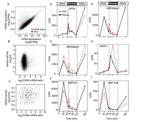 Rapid recovery gene downregulation during excess-light stress and recovery in Arabidopsis | The Plant Cell | Scoop.it