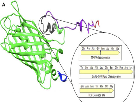 Synthetic protein protease sensor platform | frn | RMH | Scoop.it