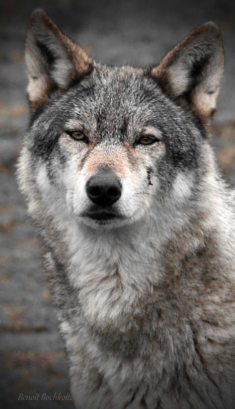 Rando montagnarde à pas de Loup - Libération | Loup | Scoop.it