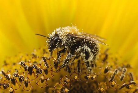 N&eacute;onicotino&iuml;des. Les abeilles solitaires n&eacute;es &agrave; proximit&eacute; des champs trait&eacute;s ne reviennent jamais y nicher | EntomoNews | Scoop.it