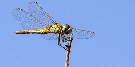 En Ile-de-France, les libellules se meurent en silence | EntomoNews | Scoop.it