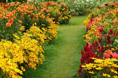 What is a Perennial? | Best Backyard Patio Garden Scoops | Scoop.it