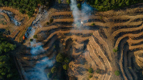 Indonesia firms in palm oil fraud probe supplied fuel majors | ITERG - Veille sectorielle | Scoop.it