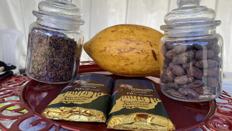 CACAO : Le "made in Guyane"&nbsp;une fili&egrave;re qui s'installe | AFRIQUES | Scoop.it