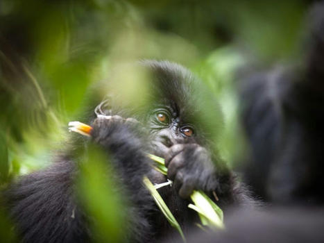 Tourisme : le risque de transmission du Covid aux gorilles | COVID-19 : Le Jour d'après et la biodiversité | Scoop.it