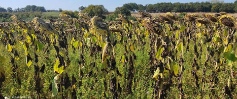Impacts de l'association du tournesol à des légumineuses pérennes | SCIENCES DU VEGETAL | Scoop.it