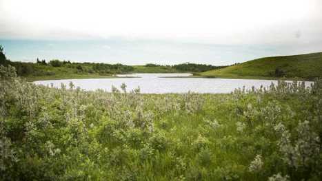 Une aire migratoire protégée en Alberta | Les oiseaux au gré du vent | Scoop.it