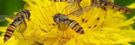 Ecological Entomology - Lista Twitter | Medici per l'ambiente - A cura di ISDE Modena in collaborazione con "Marketing sociale". Newsletter N°34 | Scoop.it