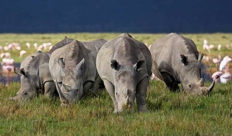World rhino day photo competition winners! - Africa Geographic Blog | Everything Photographic | Scoop.it