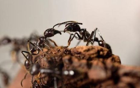 Exposition "Mille milliards de fourmis" au Palais de la Découverte mardi | Variétés entomologiques | Scoop.it